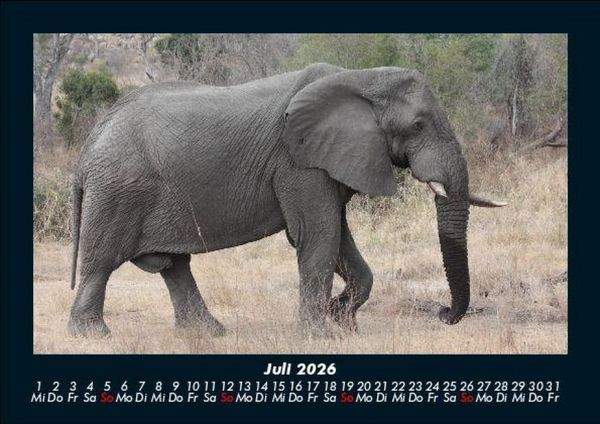 Produktbild: Der Elefantenkalender 2026 Fotokalender DIN A5