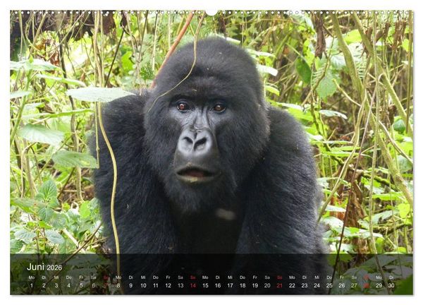 Produktbild: Gorillas. Friedliebende Kraftpakete (hochwertiger Premium Wandkalender 2026 DIN A2 quer), Kunstdruck in Hochglanz