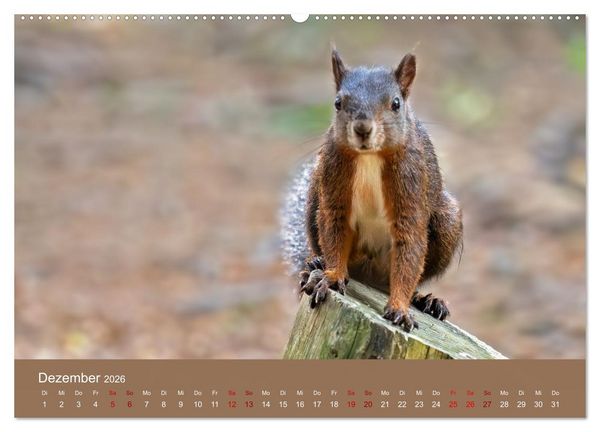 Produktbild: Augen auf - versteckte Tierwelt (Wandkalender 2026 DIN A2 quer), CALVENDO Monatskalender