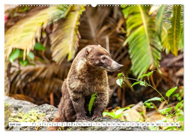 Produktbild: Costa Rica (hochwertiger Premium Wandkalender 2026 DIN A2 quer), Kunstdruck in Hochglanz