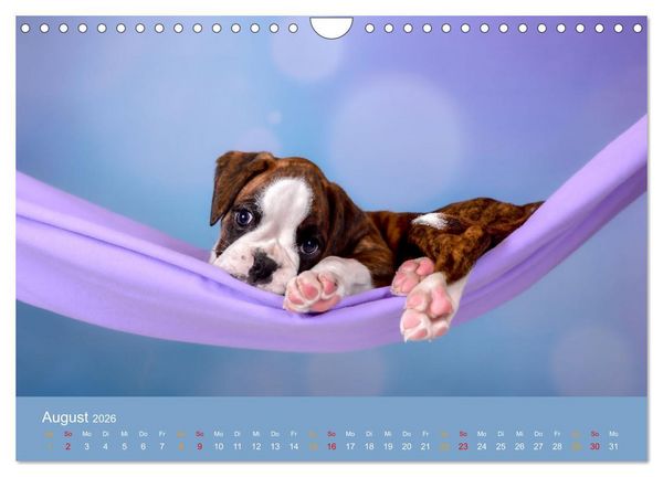 Produktbild: Boxer Welpen einfach zuckers&uuml;&szlig; (Wandkalender 2026 DIN A4 quer), CALVENDO Monatskalender