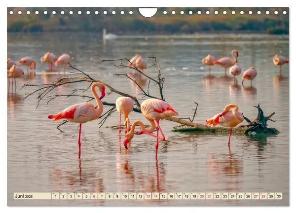 Produktbild: Flamingos - elegante Sch&ouml;nheiten (Wandkalender 2026 DIN A4 quer), CALVENDO Monatskalender