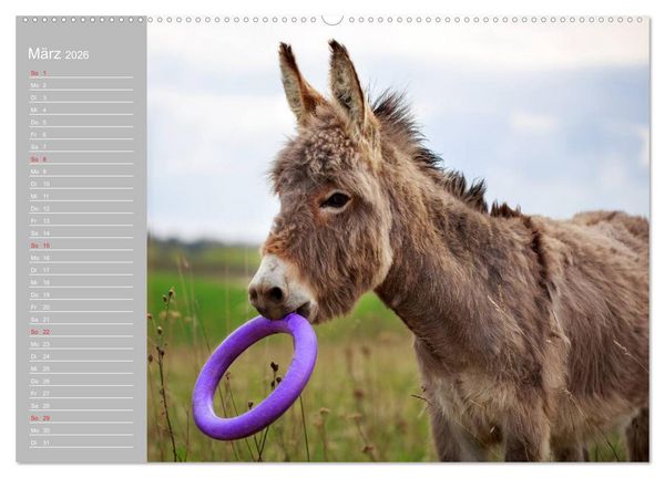 Produktbild: Kleiner Esel. Boldewyn mit seinen Freunden (Wandkalender 2026 DIN A2 quer), CALVENDO Monatskalender