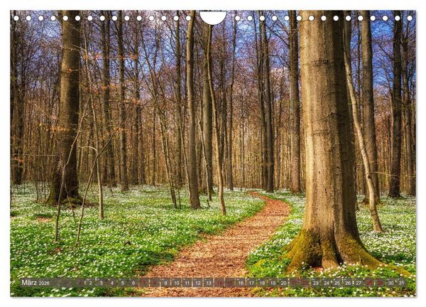 Produktbild: Wege zur Entspannung 2026 (Wandkalender 2026 DIN A4 quer), CALVENDO Monatskalender