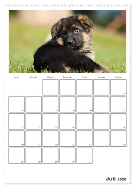 Produktbild: Deutscher Sch&auml;ferhund - Welpen, Planer (hochwertiger Premium Wandkalender 2026 DIN A2 hoch), Kunstdruck in Hochglanz