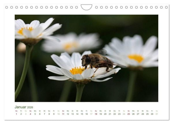 Produktbild: Heimische Insekten 2026 (Wandkalender 2026 DIN A4 quer), CALVENDO Monatskalender