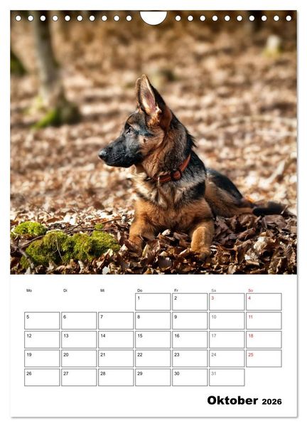 Produktbild: Deutsche Sch&auml;ferhundwelpen zum Verlieben (Wandkalender 2026 DIN A4 hoch), CALVENDO Monatskalender