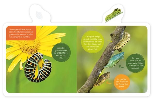 Produktbild: Der Schmetterling