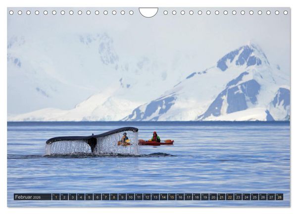 Produktbild: Antarktis - viaje.ch (Wandkalender 2026 DIN A4 quer), CALVENDO Monatskalender