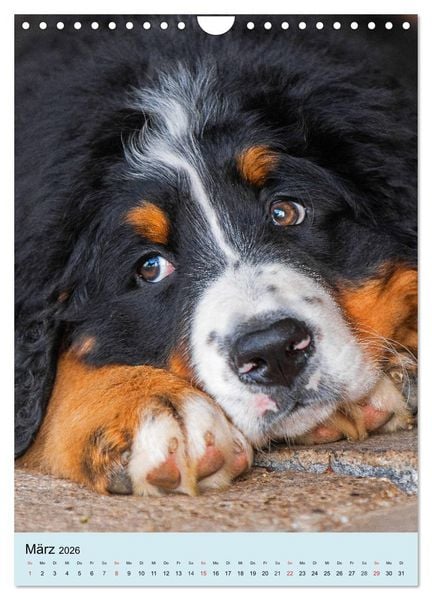 Produktbild: Berner Sennenhund - stark , sch&ouml;n und liebenswert (Wandkalender 2026 DIN A4 hoch), CALVENDO Monatskalender