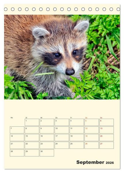Produktbild: Drolliger Waschb&auml;r (Tischkalender 2026 DIN A5 hoch), CALVENDO Monatskalender