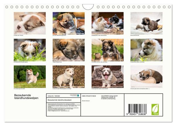 Produktbild: Bezaubernde Islandhundewelpen (Wandkalender 2026 DIN A4 quer), CALVENDO Monatskalender