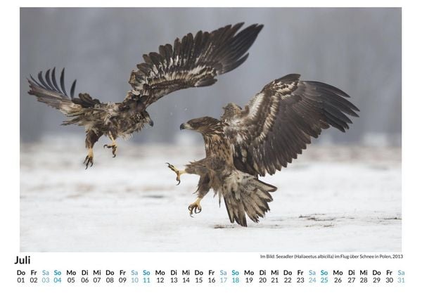 Produktbild: Tiere in Eis und Schnee