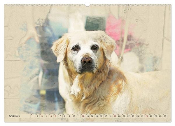 Produktbild: Golden Retriever 2026 (hochwertiger Premium Wandkalender 2026 DIN A2 quer), Kunstdruck in Hochglanz