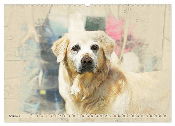 Produktbild: Golden Retriever 2026 (Wandkalender 2026 DIN A2 quer), CALVENDO Monatskalender
