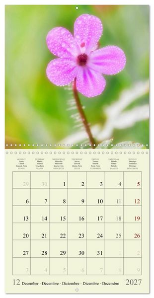 Produktbild: Petites fleurs color&eacute;es (Calendrier mural carr&eacute; 2027 30x30 cm) Calendrier double avec une page pour vos prises de notes