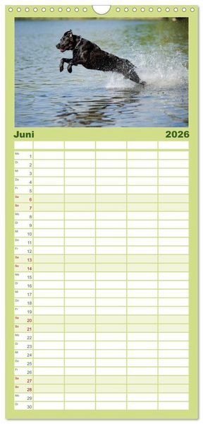 Produktbild: Familienplaner 2026 - Labrador Retriever mit 5 Spalten (Wandkalender, 21 x 45 cm) CALVENDO