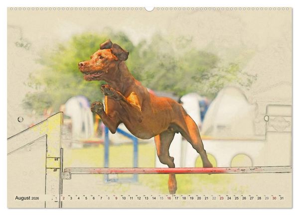 Produktbild: Magyar Vizsla 2026 (hochwertiger Premium Wandkalender 2026 DIN A2 quer), Kunstdruck in Hochglanz
