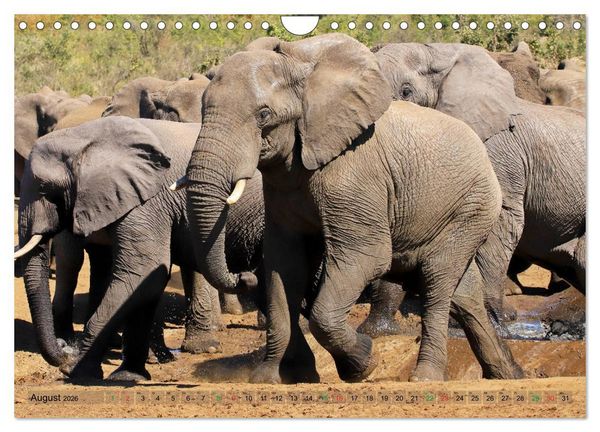 Produktbild: Elefanten in Afrika (Wandkalender 2026 DIN A4 quer), CALVENDO Monatskalender