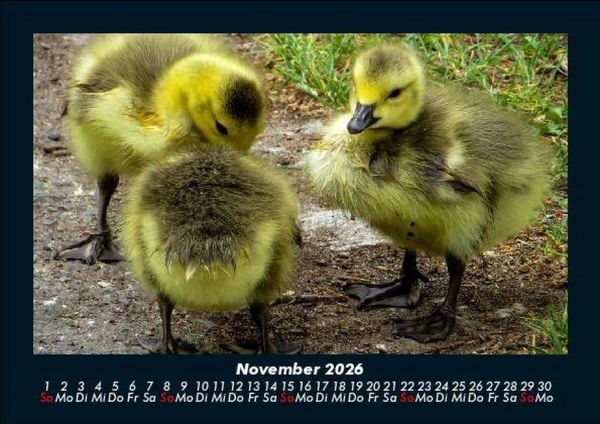 Produktbild: Enten 2026 Fotokalender DIN A5