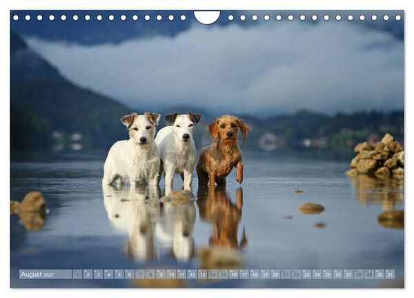 Produktbild: Die Parson-Russell-Terrier...mit neuen Abenteuern aus der Hundeknipserei (Wandkalender 2027 DIN A4 quer), CALVENDO Monatskalender