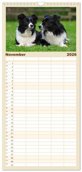 Produktbild: Familienplaner 2026 - Border Collie 2026 mit 5 Spalten (Wandkalender, 21 x 45 cm) CALVENDO