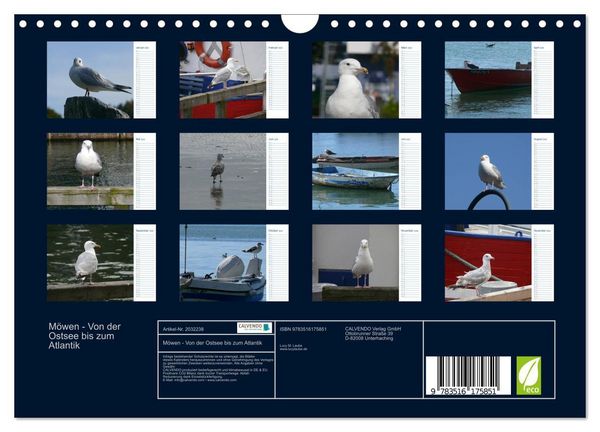 Produktbild: M&ouml;wen - Von der Ostsee bis zum Atlantik (Wandkalender 2026 DIN A4 quer), CALVENDO Monatskalender