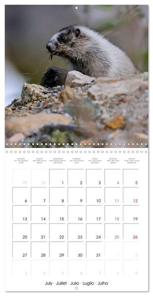 Produktbild: Marmots - Cute and Curious (Wall Calendar 2026 12 &times; 12 Inch) CALVENDO 12 Month Wall Calendar