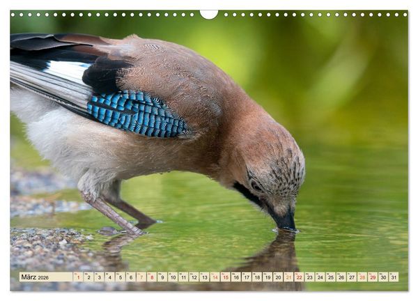 Produktbild: Unsere Vogelvielfalt: Ein Schatz zum Entdecken und Sch&uuml;tzen (Wandkalender 2026 DIN A3 quer), CALVENDO Monatskalender