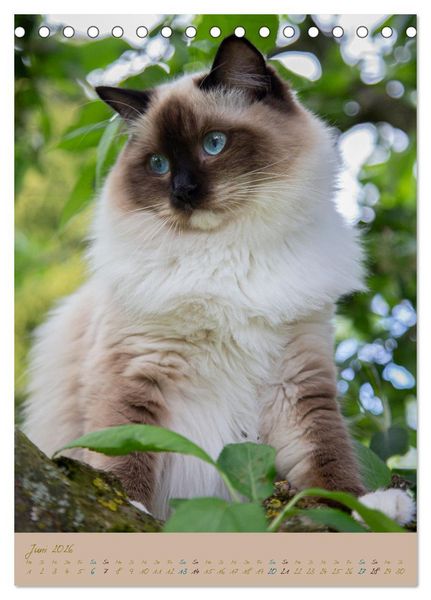 Produktbild: Pl&uuml;schige Katzen im Garten (Tischkalender 2026 DIN A5 hoch), CALVENDO Monatskalender
