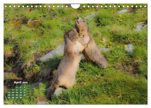 Produktbild: Gro&szlig;glockner wundersch&ouml;ne Berg- und Tierwelt (Wandkalender 2026 DIN A4 quer), CALVENDO Monatskalender