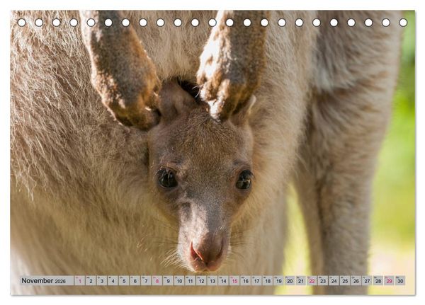 Produktbild: K&auml;ngururs und Wallabys (Tischkalender 2026 DIN A5 quer), CALVENDO Monatskalender