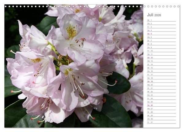 Produktbild: Rhododendron Sch&ouml;nheiten im Garten (Wandkalender 2026 DIN A3 quer), CALVENDO Monatskalender