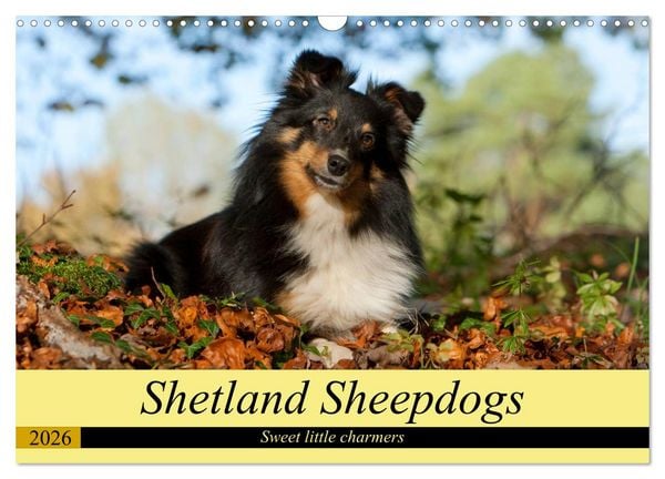 Produktbild: Shetland Sheepdogs - Sweet little charmers (Wall Calendar 2026 DIN A3 landscape), CALVENDO 12 Month Wall Calendar