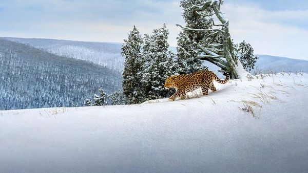 Produktbild: FROZEN PLANET - EISIGE WELTEN II [2 DVDs]