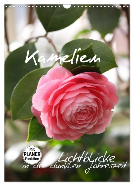 Kamelien Lichtblicke in der dunklen Jahreszeit (Wandkalender 2026 DIN A3 hoch), CALVENDO Monatskalender
