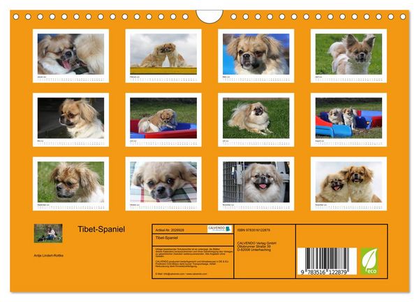 Produktbild: Tibet-Spaniel (Wandkalender 2026 DIN A4 quer), CALVENDO Monatskalender