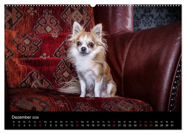 Produktbild: Chihuahuas - Cool and Cute (Wandkalender 2026 DIN A2 quer), CALVENDO Monatskalender