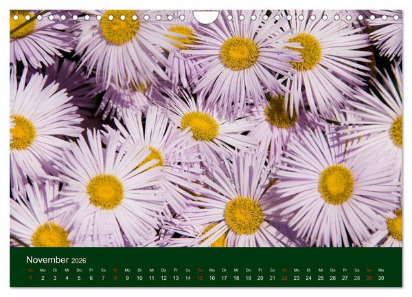 Produktbild: Blumen und Bl&uuml;ten (Wandkalender 2026 DIN A4 quer), CALVENDO Monatskalender