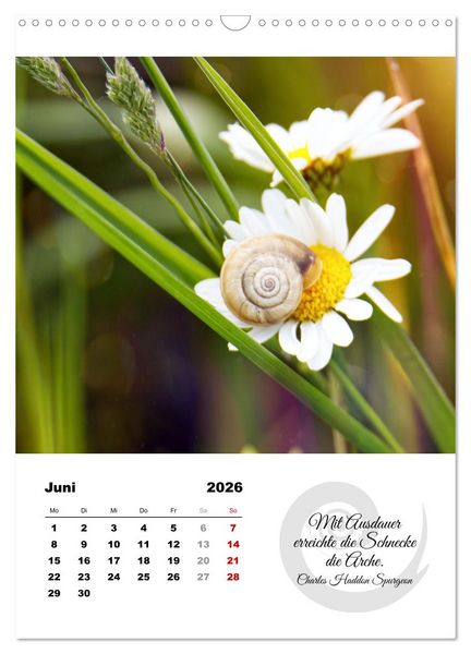 Produktbild: Schnecklein (Wandkalender 2026 DIN A3 hoch), CALVENDO Monatskalender