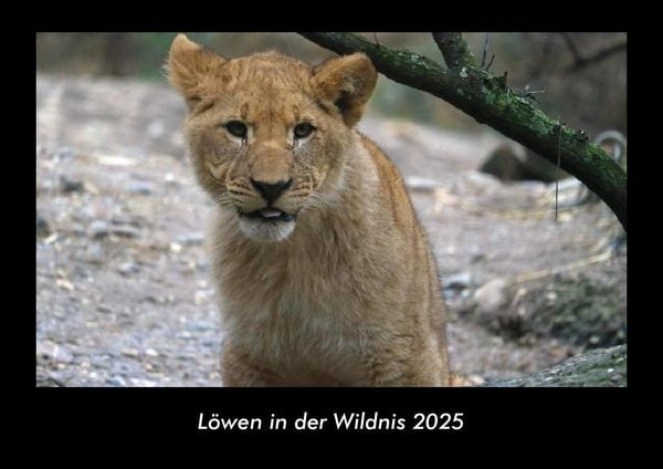 Produktbild: L&ouml;wen in der Wildnis 2025 Fotokalender DIN A3