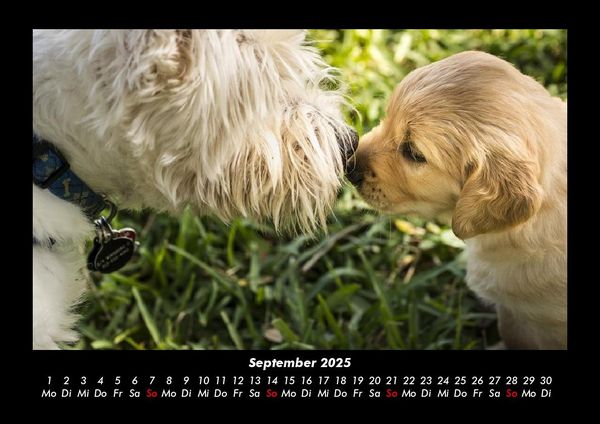 Produktbild: Hunde 2025 Fotokalender DIN A3