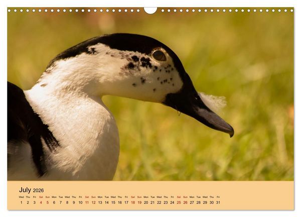Produktbild: Our farm animals (Wall Calendar 2026 DIN A3 landscape), CALVENDO 12 Month Wall Calendar