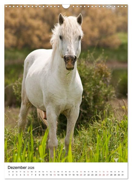 Produktbild: Camargue Pferde - wei&szlig;e M&auml;hnen (Wandkalender 2026 DIN A3 hoch), CALVENDO Monatskalender