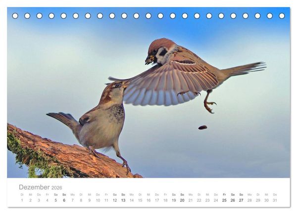 Produktbild: V&ouml;gel in unseren G&auml;rten 2026 (Tischkalender 2026 DIN A5 quer), CALVENDO Monatskalender