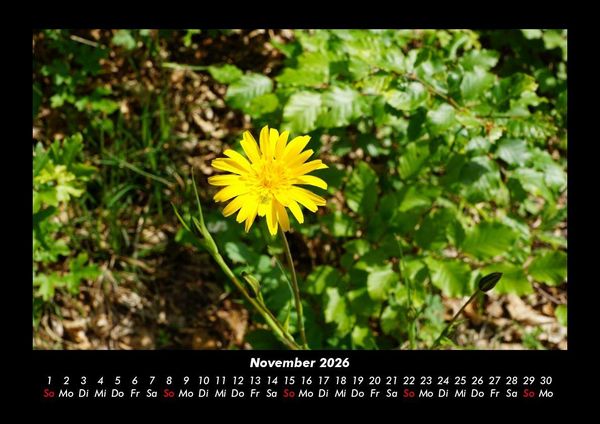 Produktbild: Blumenkalender 2026 Fotokalender DIN A3