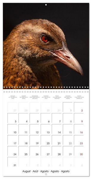 Produktbild: Rencontres animali&egrave;res (Calendrier mural carr&eacute; 2026 30x30 cm) Calendrier double avec une page pour vos prises de notes