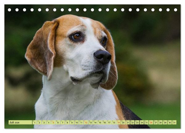 Produktbild: Beagle - Herz auf 4 Pfoten (Tischkalender 2026 DIN A5 quer), CALVENDO Monatskalender