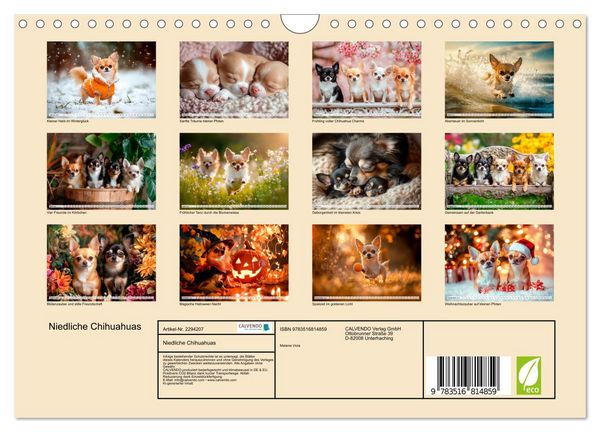 Produktbild: Niedliche Chihuahuas (Wandkalender 2027 DIN A4 quer), CALVENDO Monatskalender