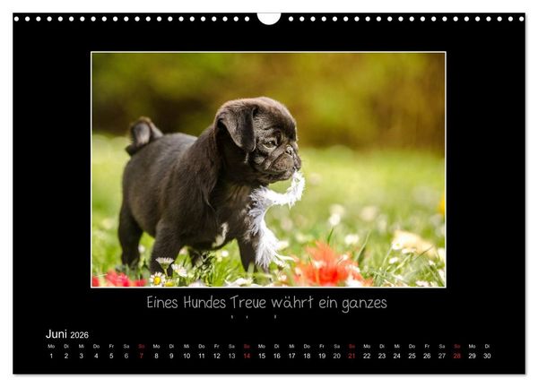 Produktbild: M&ouml;pse 2026 (Wandkalender 2026 DIN A3 quer), CALVENDO Monatskalender